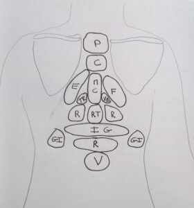 Les zones réflexes du dos selon Masunaga en Zen Shiatsu